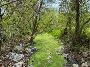 Chino Creek Wetlands Highlight